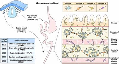 Enteric Glial Cells in Immunological Disorders of the Gut